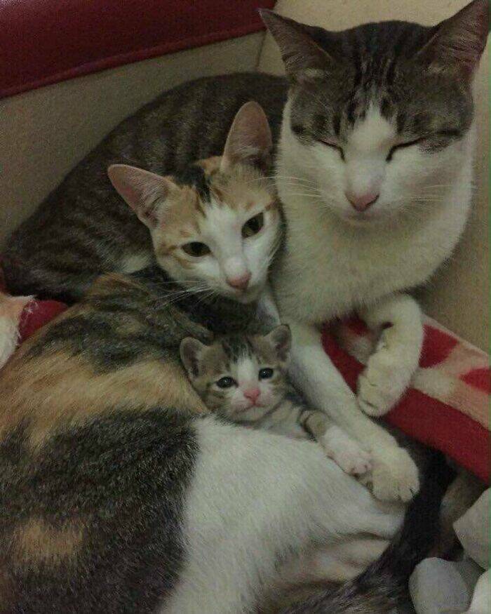 Snapshots Of Cats Just Being Weird