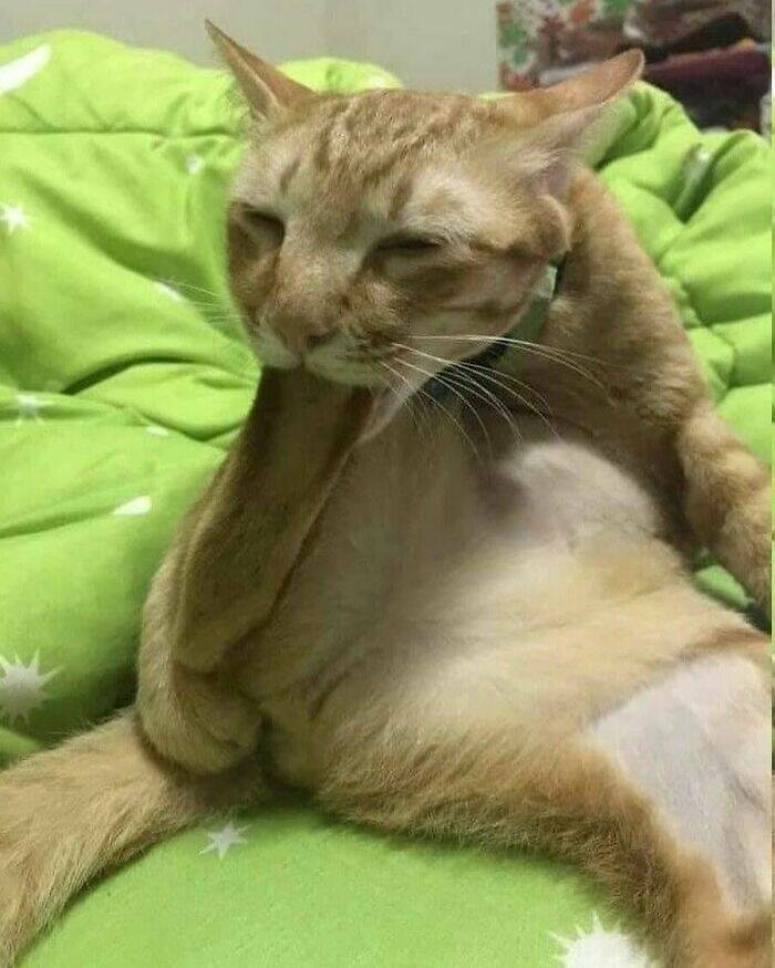 Snapshots Of Cats Just Being Weird