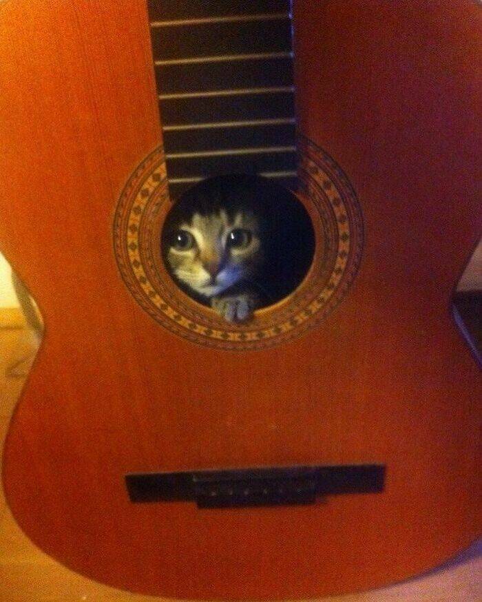 Snapshots Of Cats Just Being Weird Snapshots Of Cats Just Being Weird