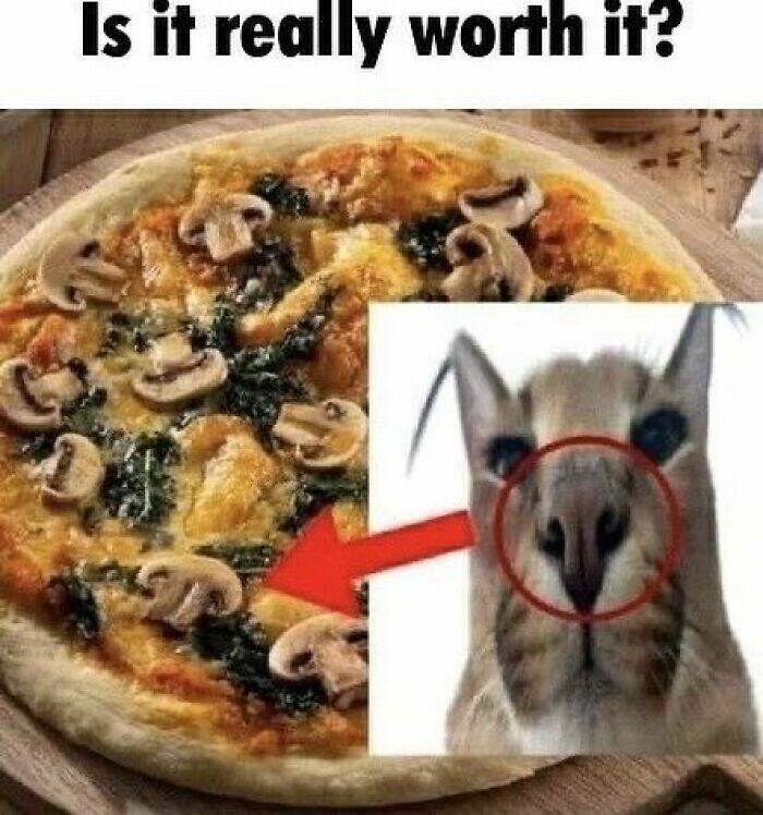 Snapshots Of Cats Just Being Weird Snapshots Of Cats Just Being Weird