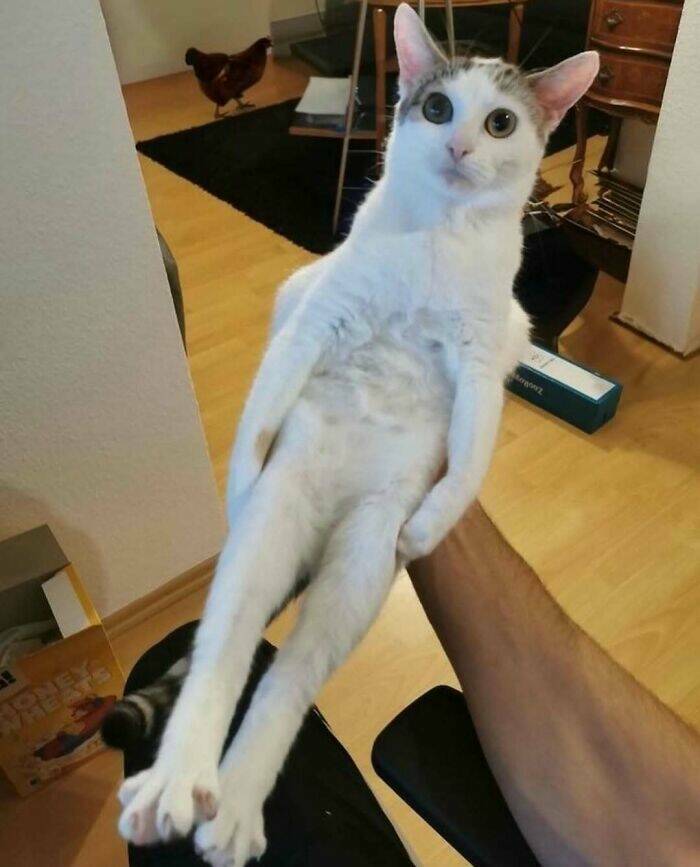 Snapshots Of Cats Just Being Weird Snapshots Of Cats Just Being Weird