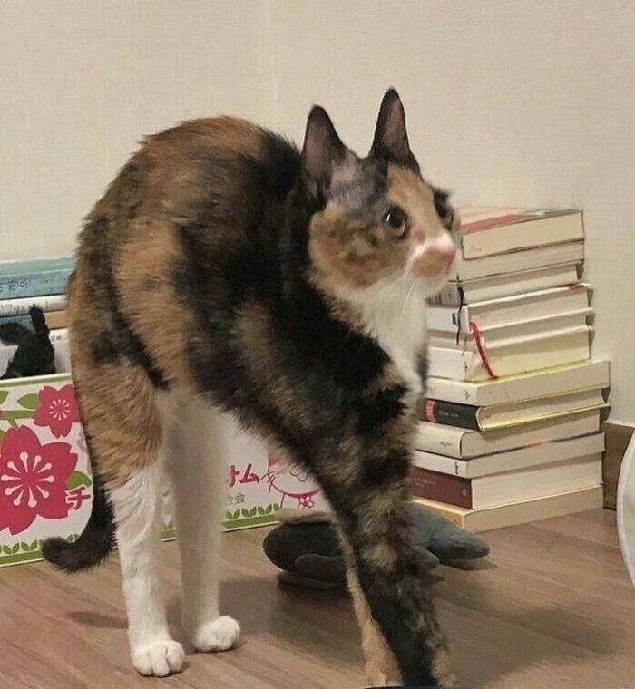 Snapshots Of Cats Just Being Weird Snapshots Of Cats Just Being Weird