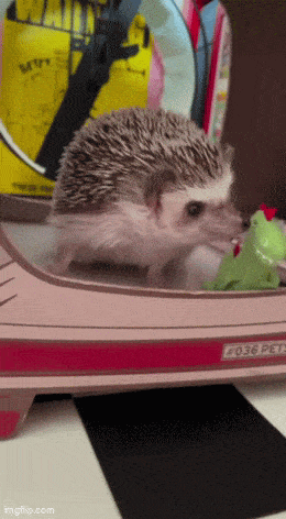 Daily Gifdump Daily Gifdump