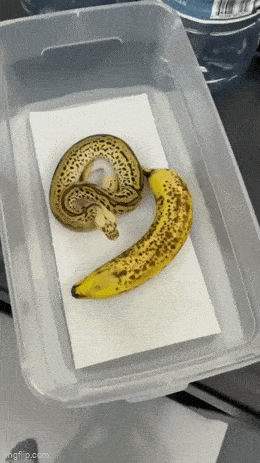 Daily Gifdump Daily Gifdump