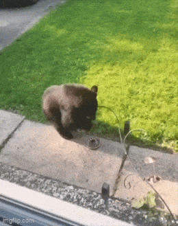 Daily Gifdump Daily Gifdump