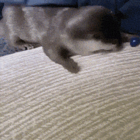 Daily Gifdump Daily Gifdump