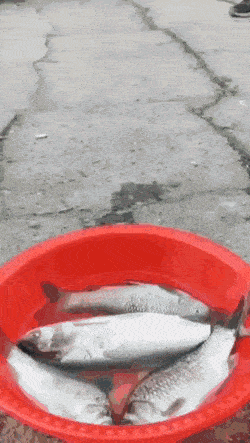 Daily Gifdump Daily Gifdump