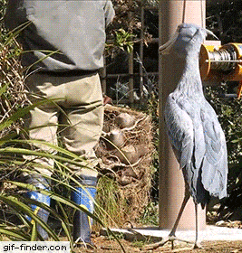 Daily Gifdump Daily Gifdump