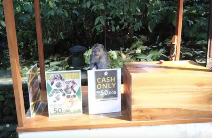 Adorable Animals At Work That’ll Make Your Day Better
