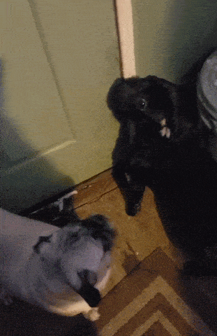 Daily Gifdump Daily Gifdump