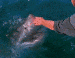 Daily Gifdump Daily Gifdump