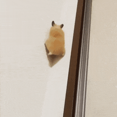 Daily Gifdump Daily Gifdump