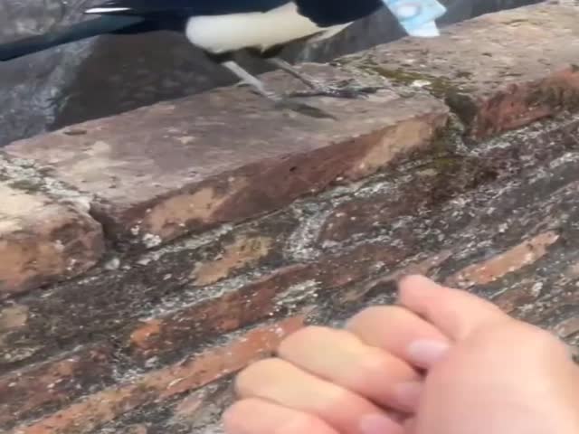 Dude Got Scammed By A Bird