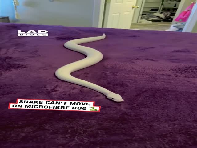 Snakes Can‘t Move On Microfibre Rug
