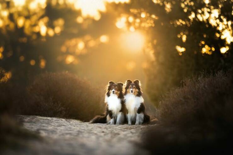 Best Captures Showcasing Canine Charm Through The Lens