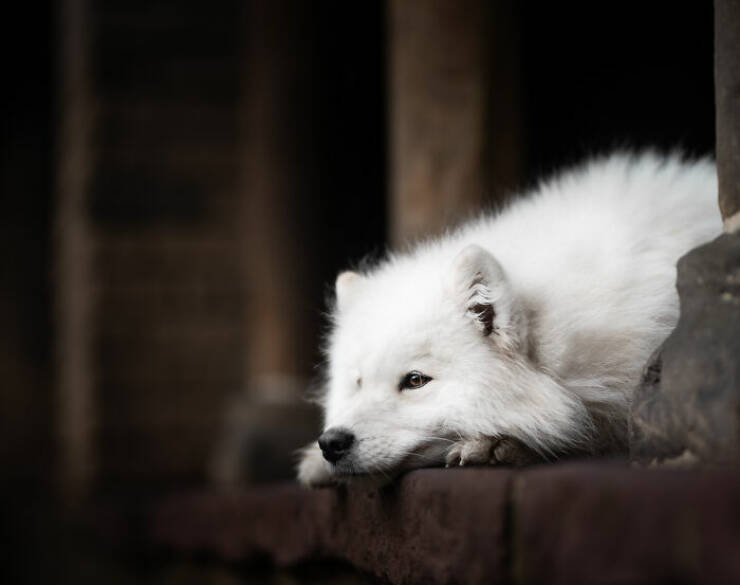 Best Captures Showcasing Canine Charm Through The Lens
