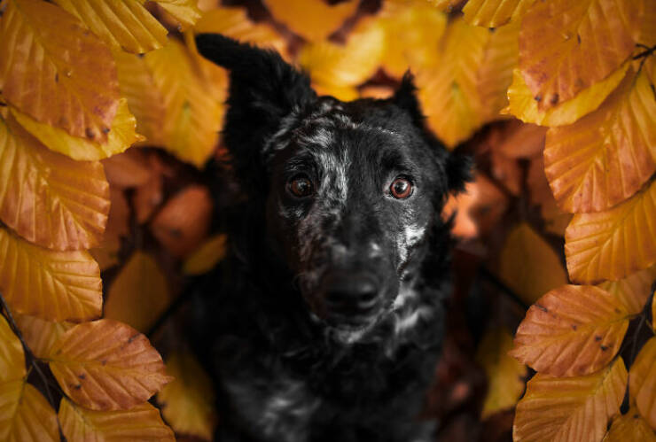 Best Captures Showcasing Canine Charm Through The Lens
