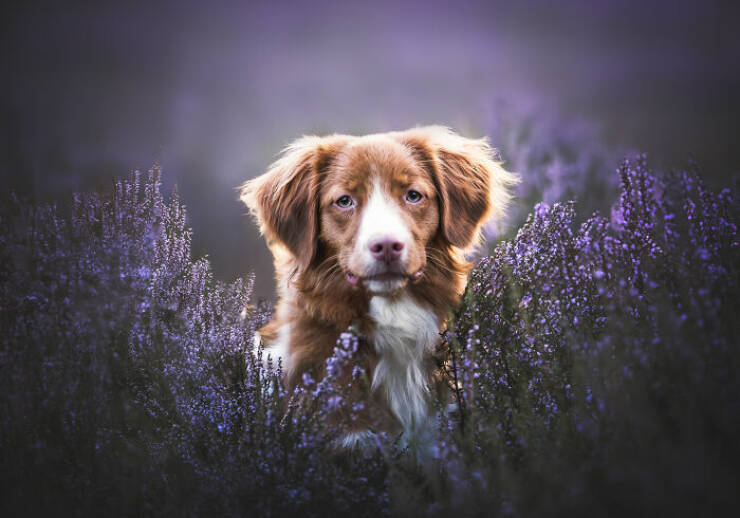 Best Captures Showcasing Canine Charm Through The Lens