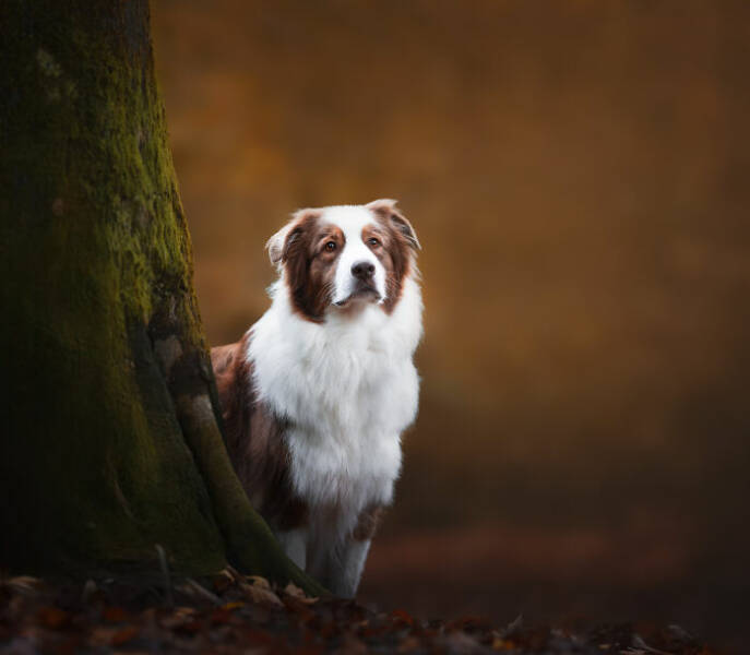 Best Captures Showcasing Canine Charm Through The Lens