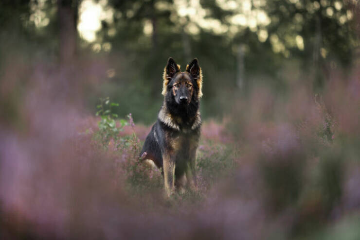 Best Captures Showcasing Canine Charm Through The Lens