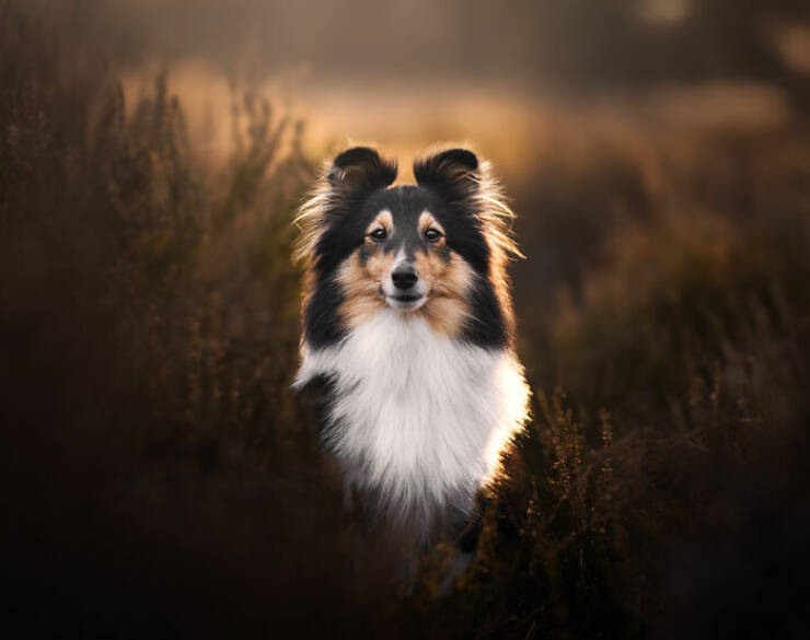 Best Captures Showcasing Canine Charm Through The Lens