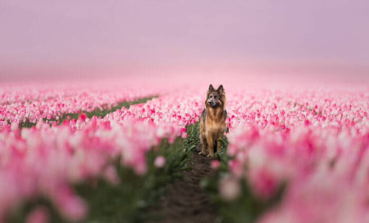 Best Captures Showcasing Canine Charm Through The Lens