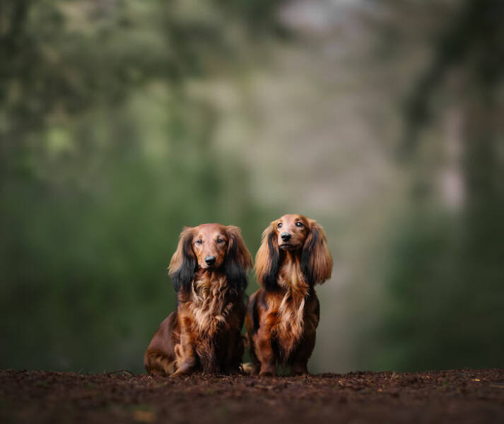 Best Captures Showcasing Canine Charm Through The Lens