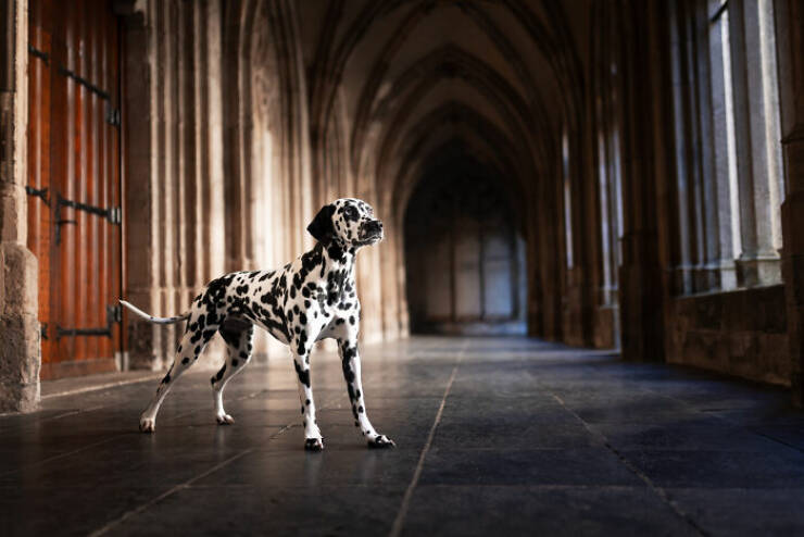 Best Captures Showcasing Canine Charm Through The Lens