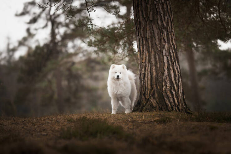 Best Captures Showcasing Canine Charm Through The Lens