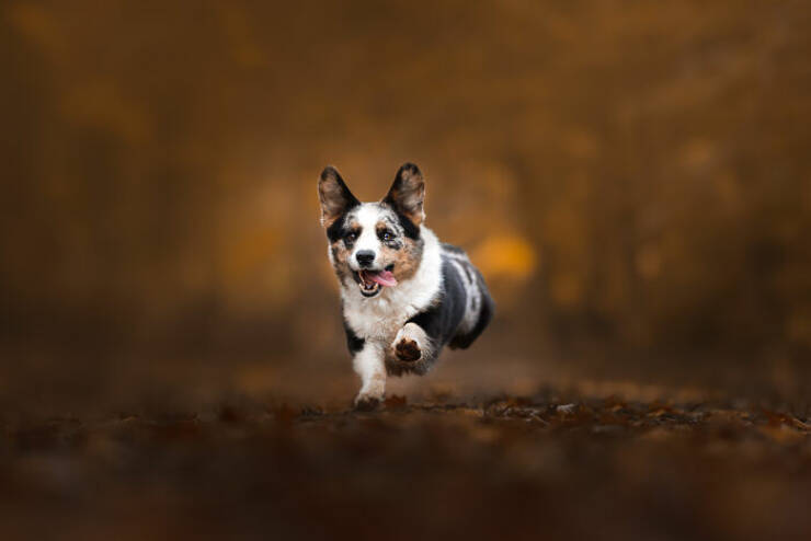 Best Captures Showcasing Canine Charm Through The Lens