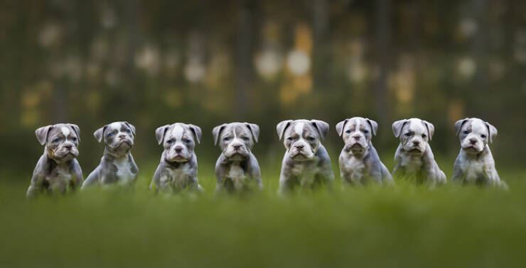 Best Captures Showcasing Canine Charm Through The Lens