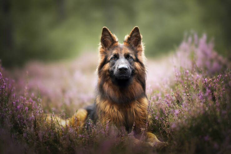 Best Captures Showcasing Canine Charm Through The Lens