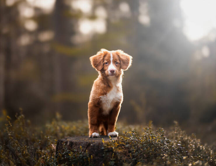 Best Captures Showcasing Canine Charm Through The Lens