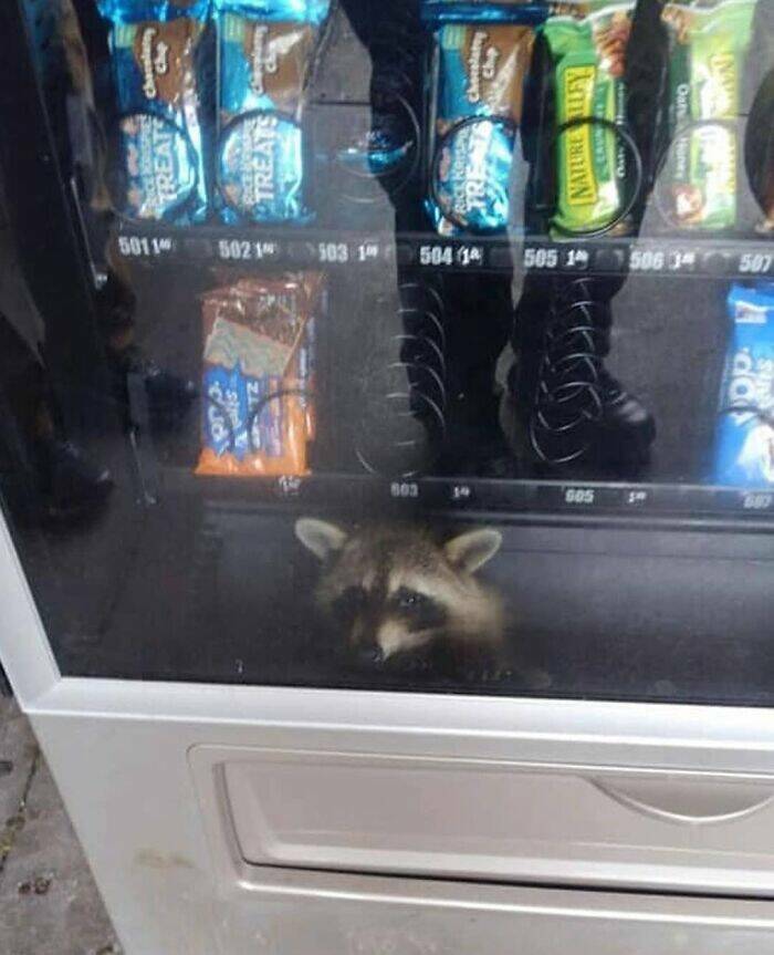 Chaotic Photos That Only Make Sense On The Internet