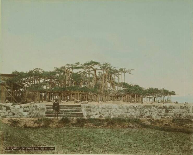 Rare Photos That Reveal 1800s Japan Like You’ve Never Seen