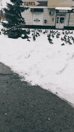 Daily Gifdump Daily Gifdump