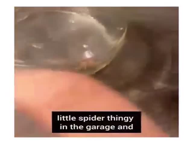 Spiders Can See The “ Invisible “ Laser Used In iPhone Cameras!