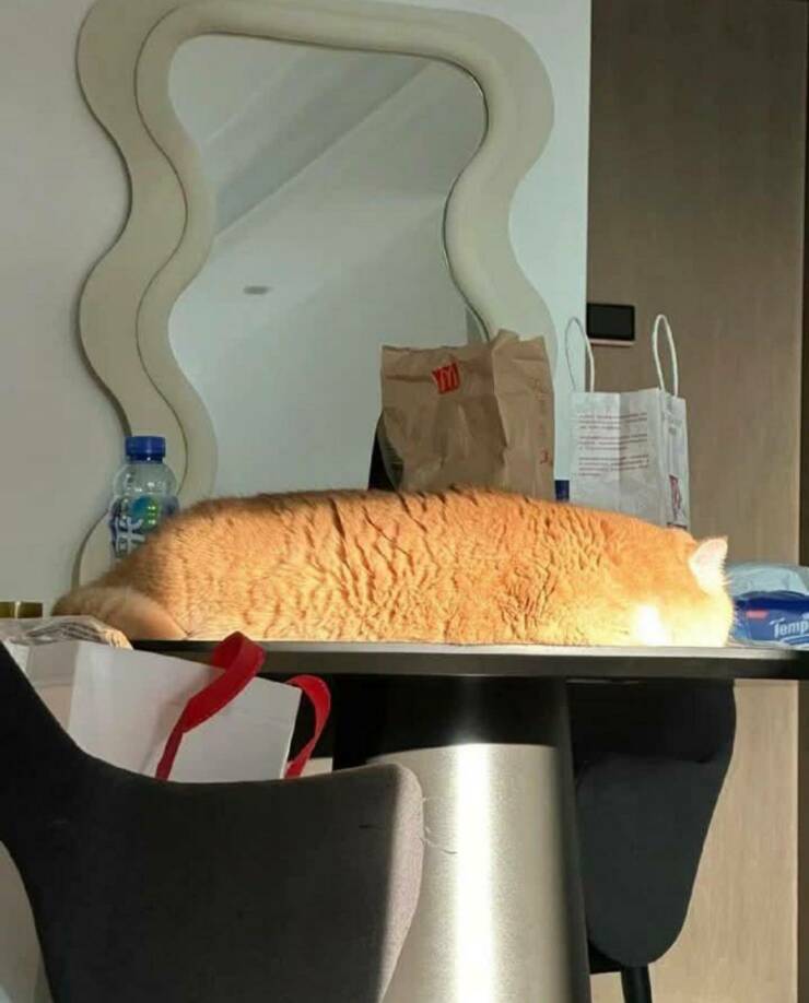 Daily Picdump [WEEKEND EDITION]