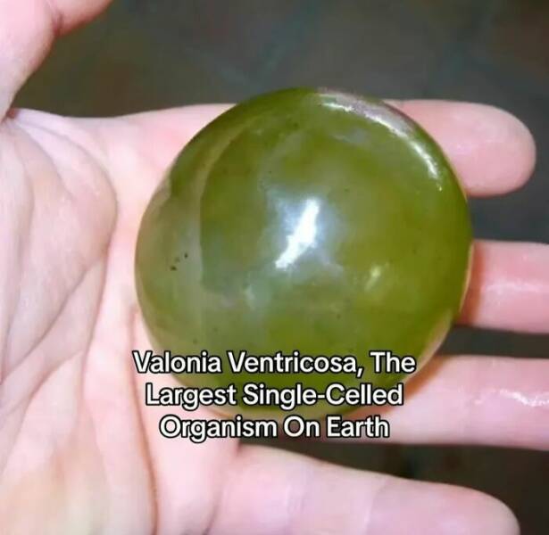 Intriguing Finds For Inquisitive Minds