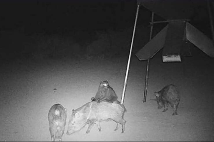 Raw And Wild Trail Cam Clips Raw And Wild Trail Cam Clips