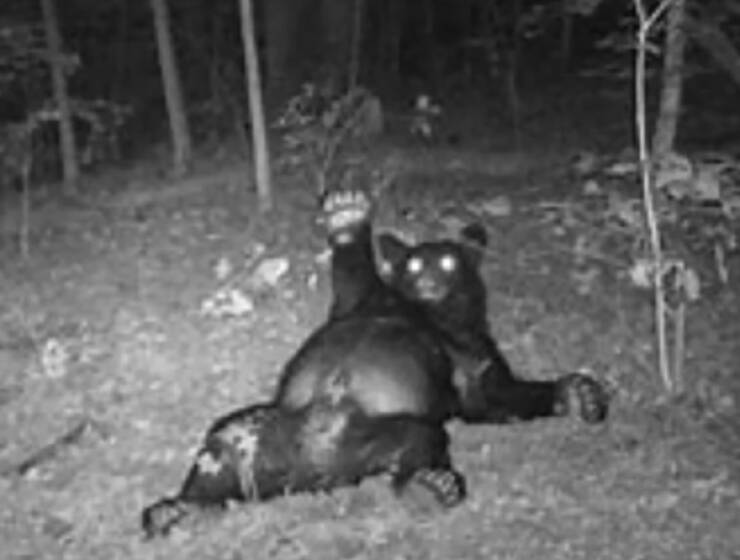 Raw And Wild Trail Cam Clips Raw And Wild Trail Cam Clips