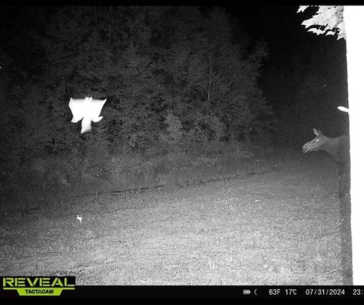 Raw And Wild Trail Cam Clips Raw And Wild Trail Cam Clips