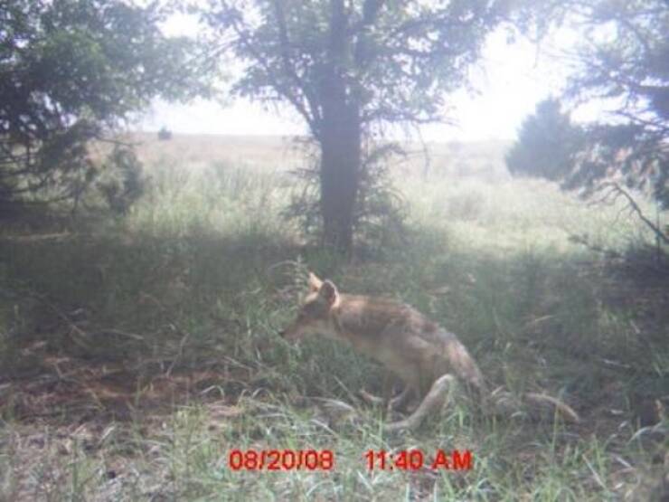 Raw And Wild Trail Cam Clips Raw And Wild Trail Cam Clips