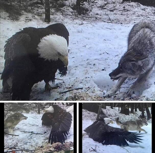 Raw And Wild Trail Cam Clips Raw And Wild Trail Cam Clips