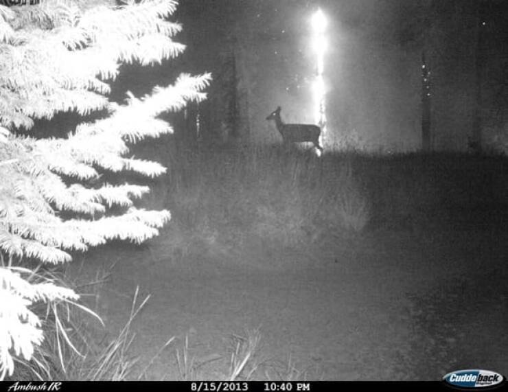 Raw And Wild Trail Cam Clips Raw And Wild Trail Cam Clips