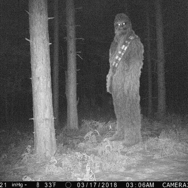 Raw And Wild Trail Cam Clips Raw And Wild Trail Cam Clips