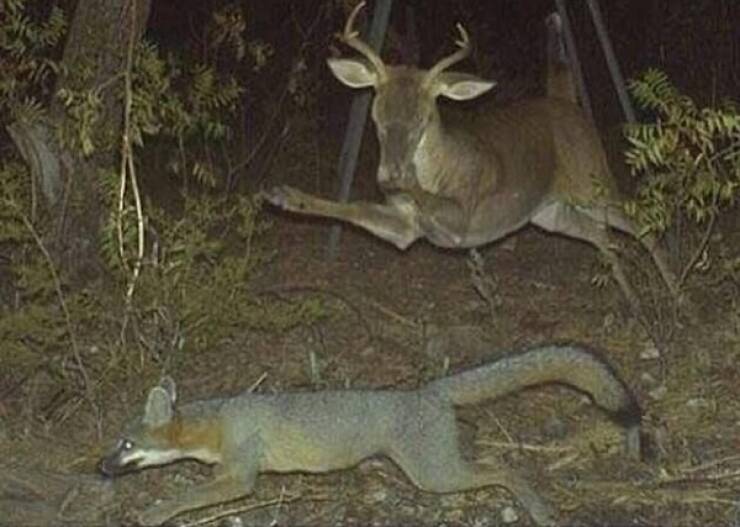 Raw And Wild Trail Cam Clips Raw And Wild Trail Cam Clips