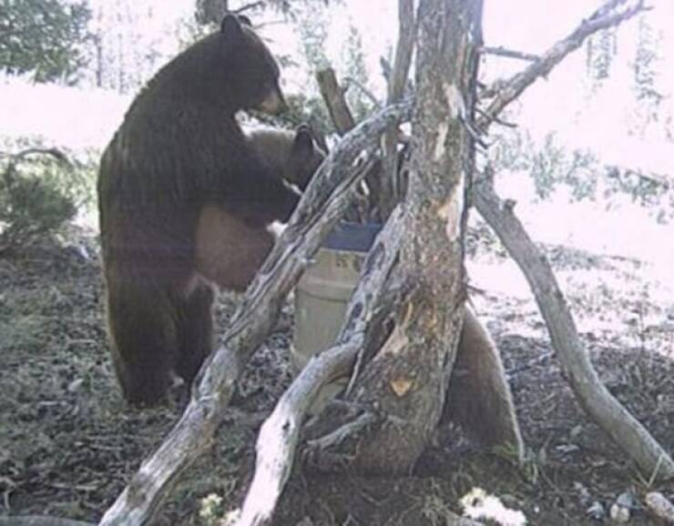 Raw And Wild Trail Cam Clips Raw And Wild Trail Cam Clips