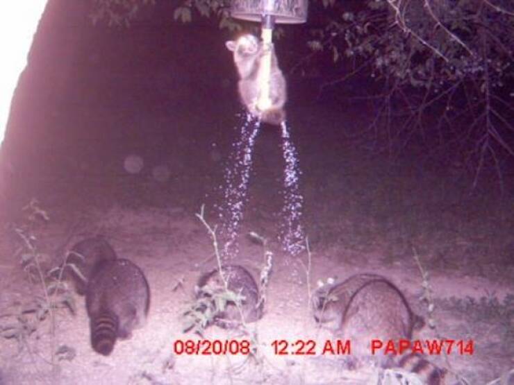 Raw And Wild Trail Cam Clips Raw And Wild Trail Cam Clips