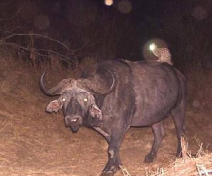 Raw And Wild Trail Cam Clips Raw And Wild Trail Cam Clips